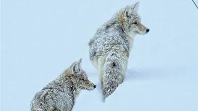 « La promesse des chiens » : du Dauphiné à l’Alaska, le nouveau voyage de Claudie Gallay