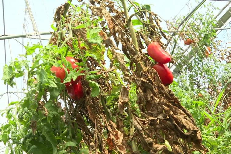 "On est entre la crainte et le désespoir" : les agriculteurs questionnent leur avenir après des récoltes catastrophiques