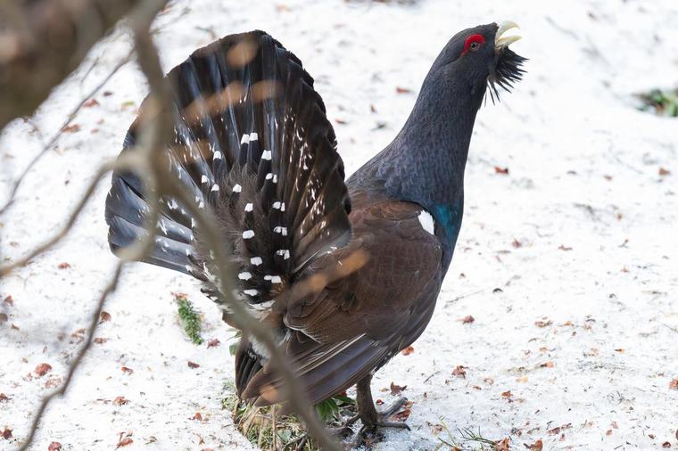 Pyrénées : le lagopède alpin et le grand tétras deviennent des espèces protégées en France