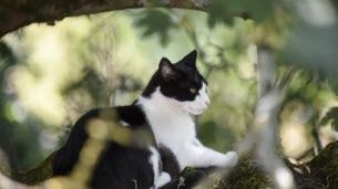 Isère. Un mois après sa disparition sur une aire d’autoroute, la chatte fugueuse a enfin été retrouvée
