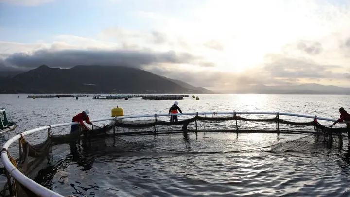 Forum, le complément : l'avenir de la ferme aquacole des Sanguinaires en jeu pour 15 ans, l'enquête publique est ouverte