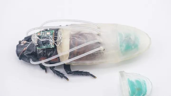 Des cafards téléguidés en combinaison de plongée pour mener des explorations sous-marines