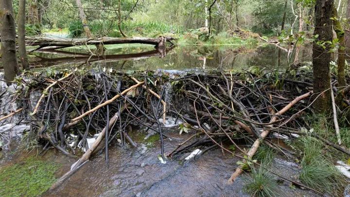 Les solutions des castors face à la sécheresse et aux inondations
