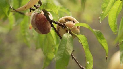 Bourgogne : à la découverte d’une forêt gourmande où tout se mange