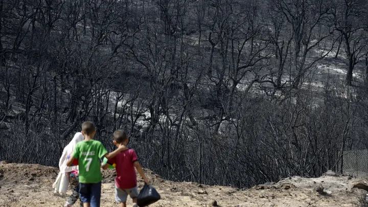 Incendie en Algérie : face à des feux d'une grande ampleur, la discrétion des autorités