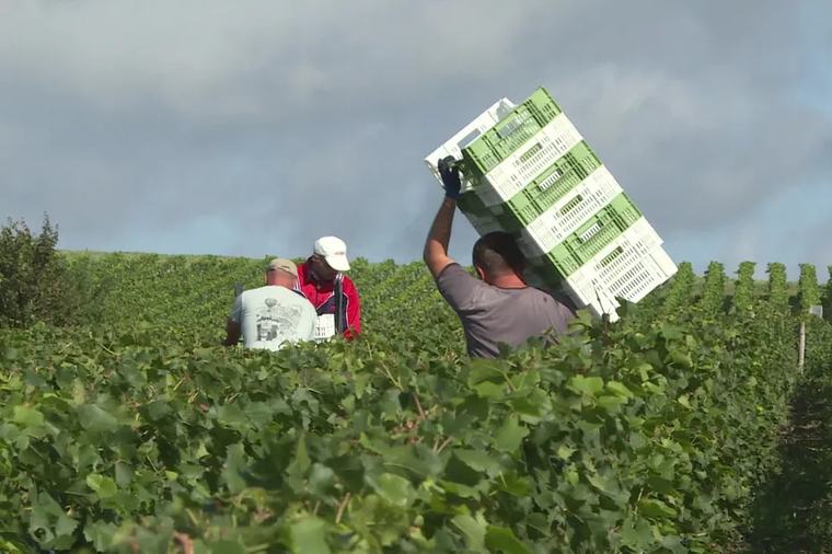 Sécheresse : une récolte réduite de moitié en Champagne, selon un premier bilan officiel des vendanges