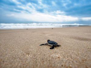 "Pourquoi viennent-elles pondre ici ?"… Sur le littoral français, l’été a été marqué par huit nouvelles pontes de tortues caouannes