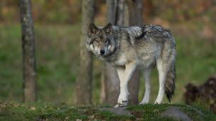 Hautes-Alpes. Prédation du loup et biodiversité : trois syndicats agricoles refusent une rencontre avec l’Office français de la biodiversité