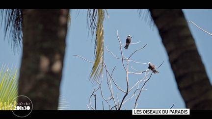 VIDEO. "J'ai l'impression d'alerter sur des choses et que personne n'écoute" : en Polynésie, un biologiste tente de sensibiliser sur la dangereuse extinction des populations d'oiseaux