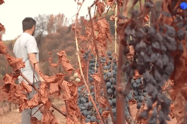 Vague de froid, sécheresse et incendie : à l'heure des vendanges, la difficile adaptation de ce vignoble du Var au dérèglement climatique
