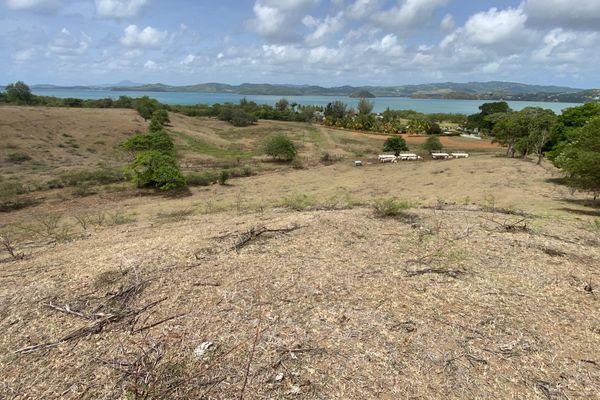 Le plan d'urgence sécheresse ouvert aux agriculteurs et éleveurs de Martinique