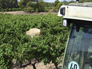 Un tracteur hors de contrôle percute plusieurs vendangeurs : cinq travailleurs saisonniers blessés dont deux grièvement