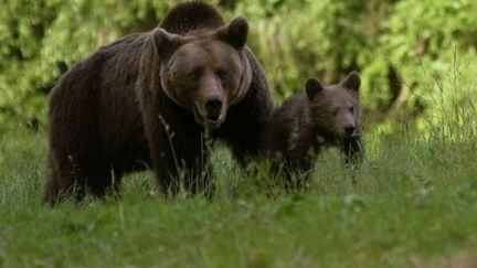VIDEO. Roumanie : comment cohabiter avec une population d'ours en expansion, attirés par les zones habitées ?