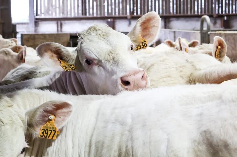 "Plusieurs élevages en cours d'analyse", un premier cas identifié d'un nouveau virus affectant les bovins dans ce département