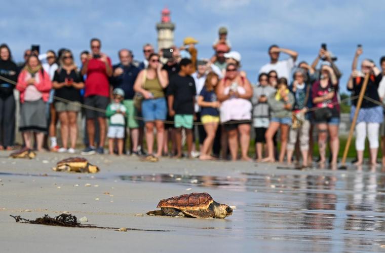 Charente-Maritime : jusqu’à 2 500 km parcourus en deux mois par les tortues relâchées cet été à l’île de Ré