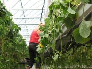 "Ce sont des victimes faciles pour les prédateurs" : deux gérants de sociétés agricoles devant la justice pour avoir employé illégalement des travailleurs étrangers en Lot-et-Garonne