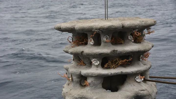 En Bretagne, des scientifiques tentent de restaurer les grands fonds marins dans le canyon du Guilvinec