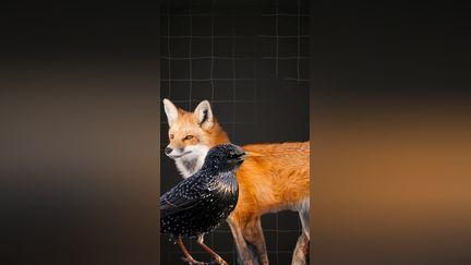 Pourquoi la liste des animaux dits "nuisibles" fait-elle débat ?