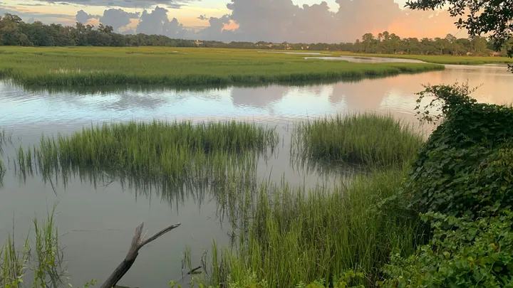 Marais, mangroves, lagunes : peut-on encore sauver les zones humides ?
