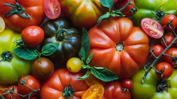 L'été des tomates