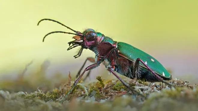 Pascal Nardi à Vézénobres : l’éducateur environnement qui fait découvrir les animaux du Gard