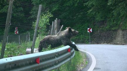 "Nous, les Européens". Roumanie, vivre avec les ours