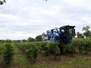 REPORTAGE. "Ça redonne le sourire" : après cinq années difficiles, les vendanges 2026 apportent enfin de bonnes nouvelles dans le Gers