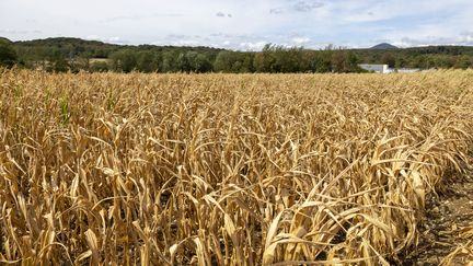 Des milliers d'agriculteurs "au bord de la faillite" à cause de la sécheresse, selon la FNSEA qui attend "un plan d'aide massif"