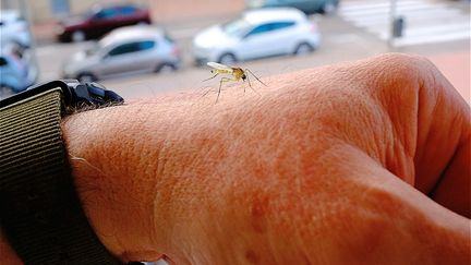Dans la Loire, les moustiques tigres sont désormais interdits de survoler une commune