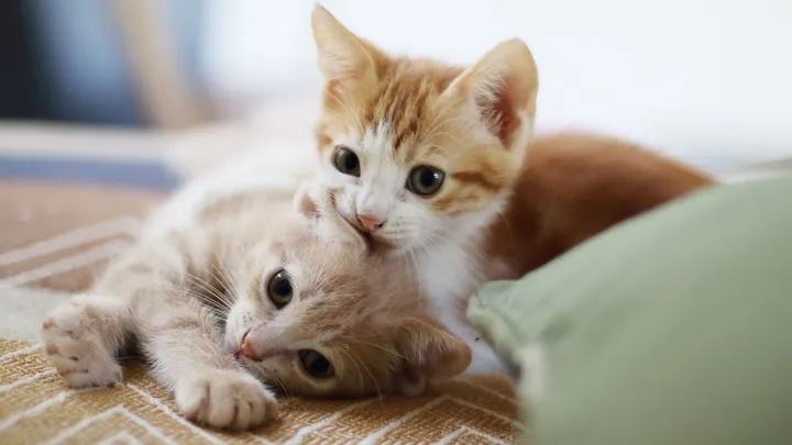 Un distributeur de pâtée pour chat, voilà une idée révolutionnaire qui va marcher !