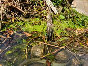 Assiste-t-on au retour de l’abondance d’anguilles dans les cours d’eau de l’Aude ?