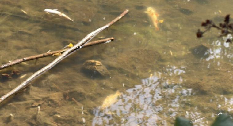 « Il faut continuer les efforts » : des cours d’eau à protéger autour de Flers