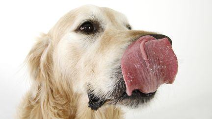 "Golden retriever" contre "black cat".. Le test TikTok qui dit tout de votre couple