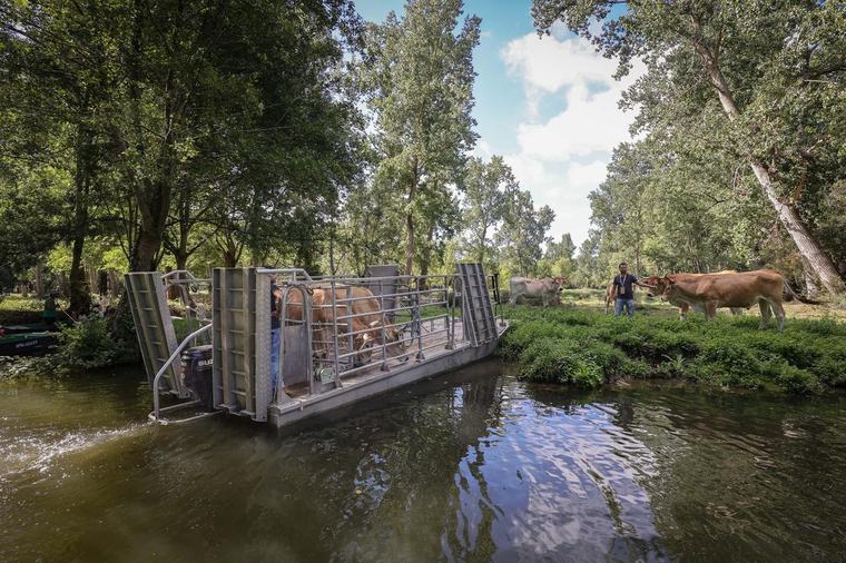 Marais poitevin : quand les vaches prennent le bateau pour préserver un joyau façonné par l’homme