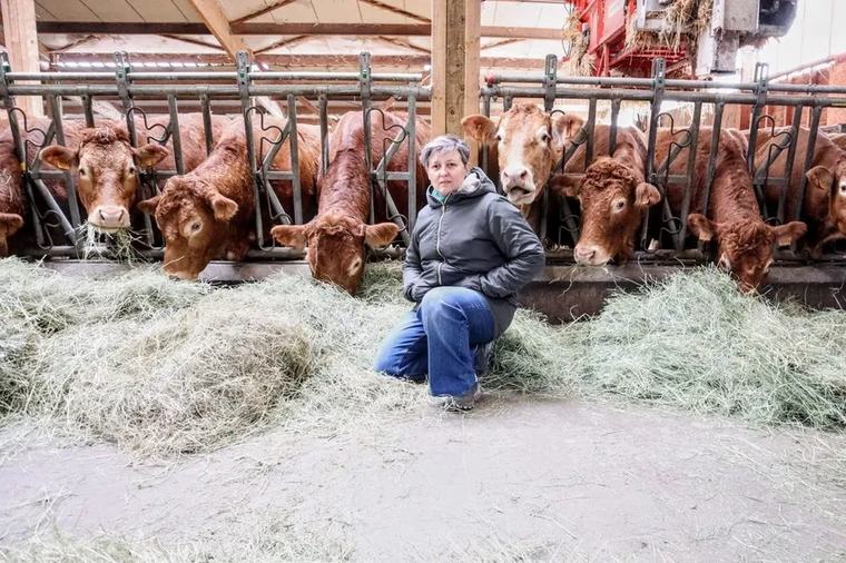 Des vaches limousines sans cornes : l'étonnant pari de deux éleveurs de Haute-Loire
