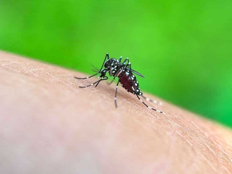 Zika, dengue, Nil occidental : et si la salive des moustiques ouvrait la voie à un vaccin ?
