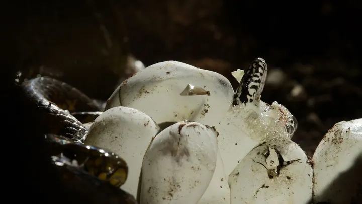 Le mystère résolu des spirales dans la nature