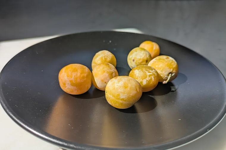Vertes mais bien sucrées, les mirabelles ont bien vécu l'été de chaleur : "c'est un fruit magique"