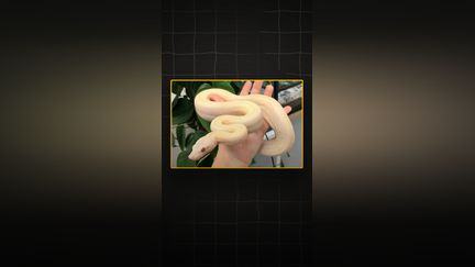 Un boa constrictor activement recherché après s'être échappé