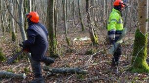 Sampigny. Ouverture des inscriptions pour les affouages ou le bois façonné