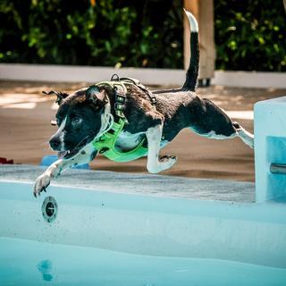 « Il n’y a qu’à voir comme ils sont heureux ». À Billère, les chiens profitent de la piscine municipale lors de la 2e dog pool party