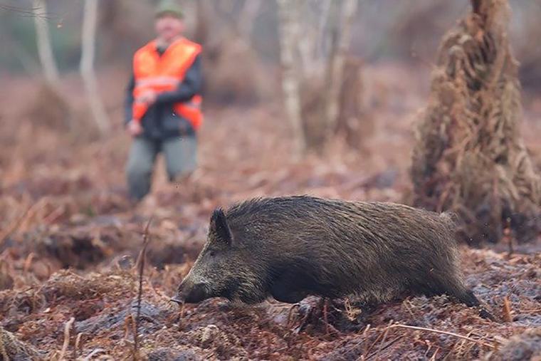 Une ouverture de la chasse sous haute tension après un été marqué par les incendies et la sécheresse
