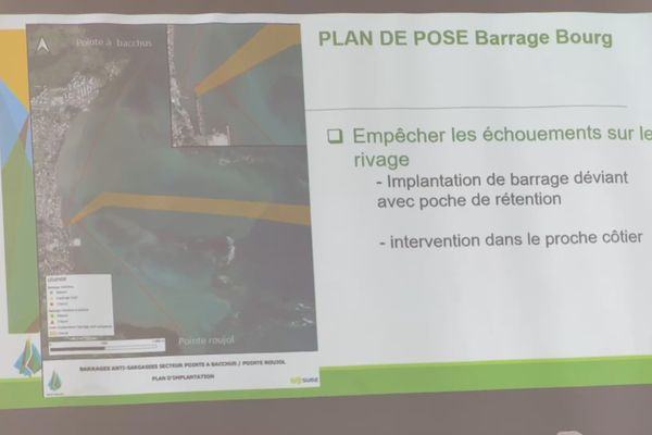 Une délégation de sénateurs à l’épreuve des sargasses, à Petit-Bourg
