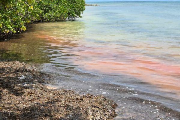 Algues rouges à Saint-François : le phénomène reste encore mystérieux