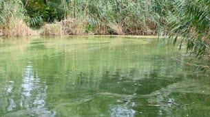 Wiwersheim. L’eau vire au vert : suspicion de cyanobactéries, l’étang fermé jusqu’à nouvel ordre