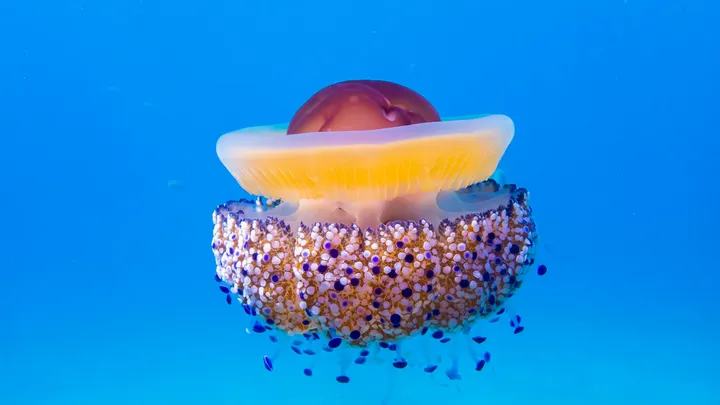 L'étonnante méduse "oeuf au plat", un hôtel flottant pour petits poissons !
