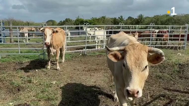 Sécheresse et canicules : plus d’un milliard d’euros pour les agriculteurs, les Antilles également concernées