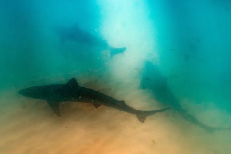 "C'est rarissime" : ce rassemblement de 500 individus d'une espèce de requins peu connue suscite l'engouement de la communauté scientifique