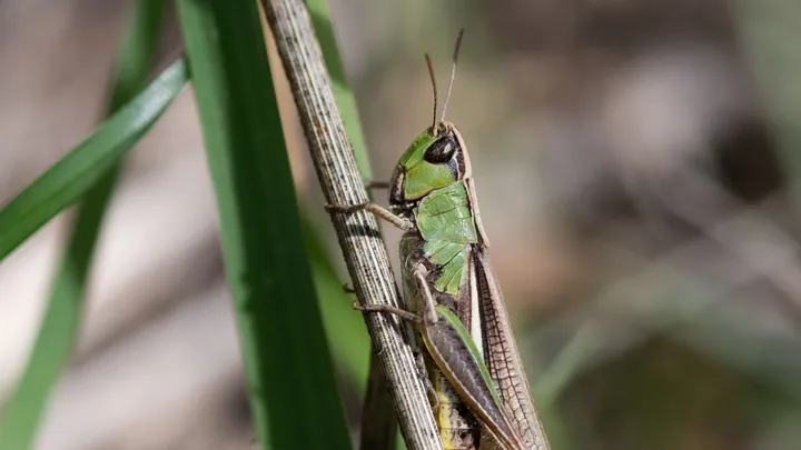 Qu'entendait-on dans les forêts sur Terre il y a plus de 150 millions d’années ?