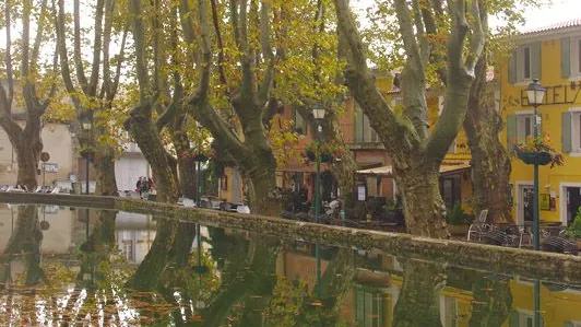 Le Vaucluse, terre d'arbres classés remarquables avec ses 120 espèces différentes et 1 500 spécimens